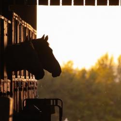 Cheval avenir : une retraite paisible plutôt que l'abattoir
