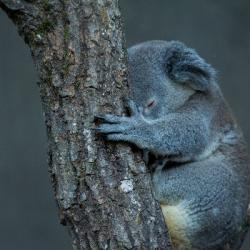 Aidez les animaux décimés d'Australie avec le Zoo de Beauval