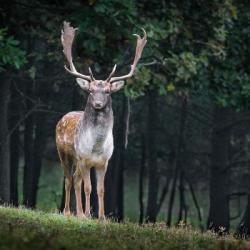 L'ASPAS aide la nature à retourner à l'état sauvage