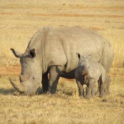Protection des rhinocéros : un Français a trouvé la solution